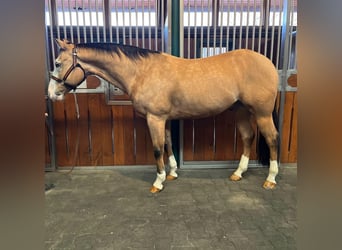 American Quarter Horse, Ruin, 5 Jaar, 160 cm, Falbe