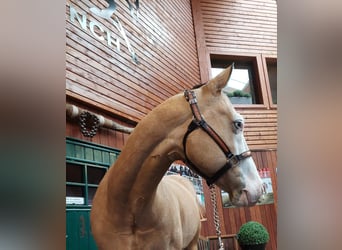 American Quarter Horse, Ruin, 5 Jaar, 160 cm, Falbe