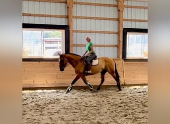 American Quarter Horse Mix, Ruin, 5 Jaar, 160 cm, Falbe