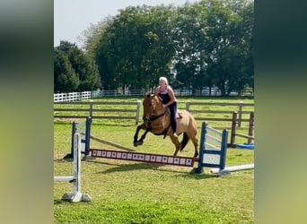 American Quarter Horse Mix, Ruin, 5 Jaar, 160 cm, Falbe