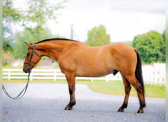 American Quarter Horse Mix, Ruin, 5 Jaar, 160 cm, Falbe