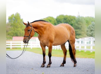 American Quarter Horse Mix, Ruin, 5 Jaar, 160 cm, Falbe