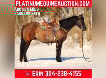 American Quarter Horse, Ruin, 5 Jaar, 160 cm, Grullo