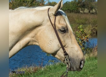 American Quarter Horse, Ruin, 5 Jaar, 160 cm, Palomino