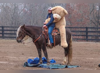 American Quarter Horse Mix, Ruin, 5 Jaar, 160 cm, Palomino