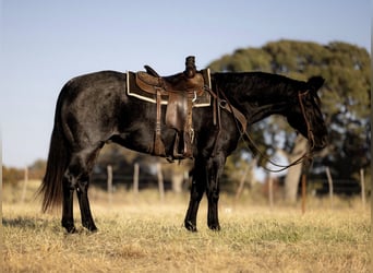 American Quarter Horse, Ruin, 5 Jaar, 160 cm, Roan-Blue