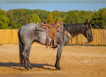 American Quarter Horse, Ruin, 5 Jaar, 160 cm, Roan-Blue
