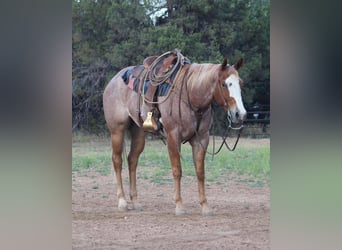 American Quarter Horse, Ruin, 5 Jaar, 160 cm, Roan-Red