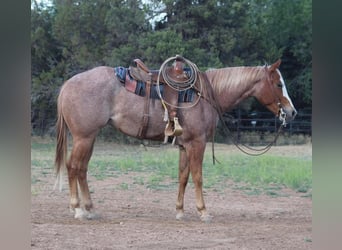 American Quarter Horse, Ruin, 5 Jaar, 160 cm, Roan-Red