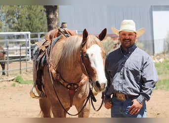 American Quarter Horse, Ruin, 5 Jaar, 160 cm, Roan-Red