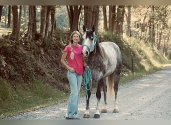 American Quarter Horse, Ruin, 5 Jaar, 160 cm, Schimmel