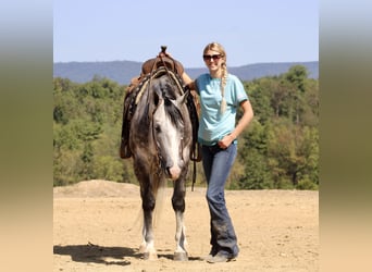 American Quarter Horse, Ruin, 5 Jaar, 160 cm, Schimmel