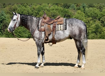 American Quarter Horse, Ruin, 5 Jaar, 160 cm, Schimmel