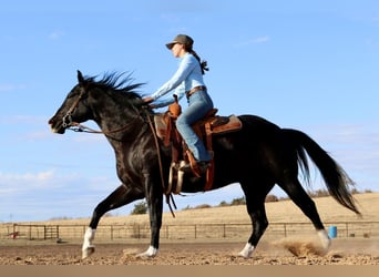 American Quarter Horse, Ruin, 5 Jaar, 160 cm, Zwart