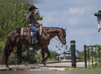 American Quarter Horse, Ruin, 5 Jaar, 160 cm, Zwart