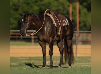 American Quarter Horse, Ruin, 5 Jaar, 160 cm, Zwart