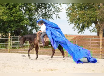 American Quarter Horse, Ruin, 5 Jaar, 160 cm, Zwart