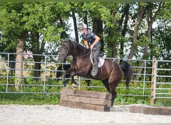 American Quarter Horse, Ruin, 5 Jaar, 160 cm, Zwart