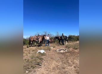 American Quarter Horse, Ruin, 5 Jaar, 163 cm, Buckskin