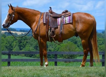 American Quarter Horse, Ruin, 5 Jaar, 163 cm, Donkere-vos