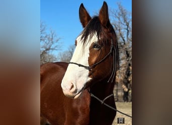 American Quarter Horse, Ruin, 5 Jaar, 163 cm, Roan-Bay