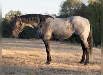 American Quarter Horse, Ruin, 5 Jaar, 163 cm, Roan-Blue