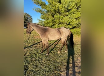 American Quarter Horse, Ruin, 5 Jaar, 163 cm, Roan-Blue