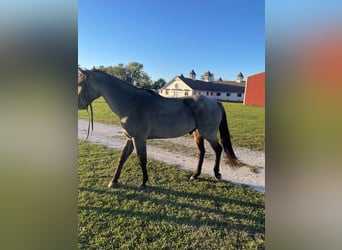 American Quarter Horse, Ruin, 5 Jaar, 163 cm, Roan-Blue