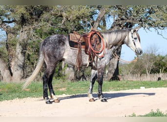 American Quarter Horse, Ruin, 5 Jaar, 163 cm, Schimmel