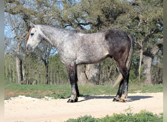 American Quarter Horse, Ruin, 5 Jaar, 163 cm, Schimmel