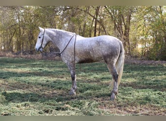 American Quarter Horse, Ruin, 5 Jaar, 163 cm, Schimmel