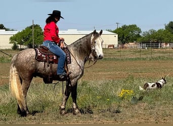 American Quarter Horse, Ruin, 5 Jaar, 163 cm, Schimmel