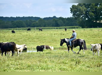 American Quarter Horse Mix, Ruin, 5 Jaar, 163 cm