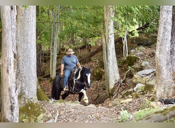 American Quarter Horse Mix, Ruin, 5 Jaar, 163 cm