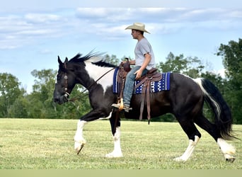 American Quarter Horse Mix, Ruin, 5 Jaar, 163 cm