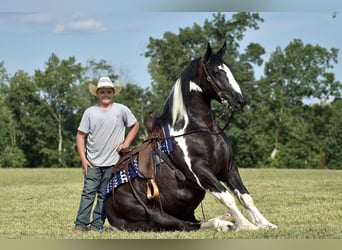 American Quarter Horse Mix, Ruin, 5 Jaar, 163 cm