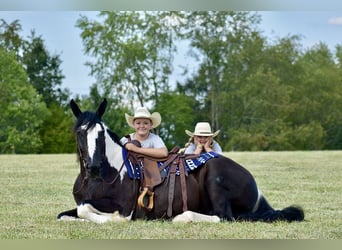 American Quarter Horse Mix, Ruin, 5 Jaar, 163 cm