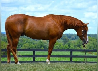 American Quarter Horse, Ruin, 5 Jaar, 165 cm, Donkere-vos