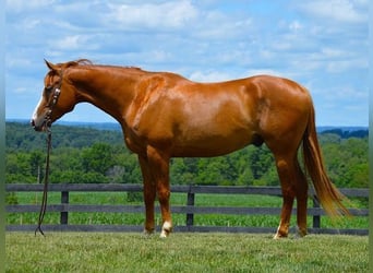 American Quarter Horse, Ruin, 5 Jaar, 165 cm, Donkere-vos