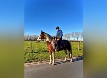 American Quarter Horse, Ruin, 5 Jaar, 165 cm, Gevlekt-paard