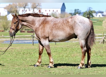 American Quarter Horse Mix, Ruin, 5 Jaar, 165 cm, Roan-Red
