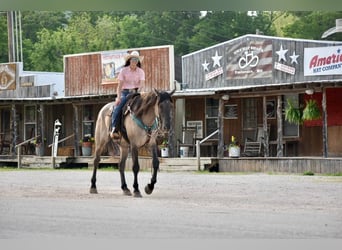 American Quarter Horse, Ruin, 5 Jaar, 168 cm, Falbe