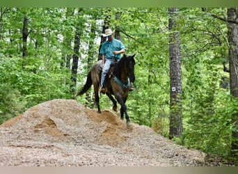 American Quarter Horse, Ruin, 5 Jaar, 168 cm, Falbe