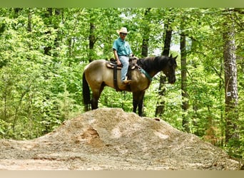 American Quarter Horse, Ruin, 5 Jaar, 168 cm, Falbe