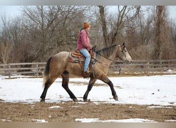 American Quarter Horse, Ruin, 5 Jaar, 168 cm, Rood schimmel