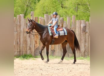 American Quarter Horse, Ruin, 5 Jaar, 170 cm