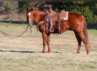 American Quarter Horse, Ruin, 5 Jaar, 173 cm, Overo-alle-kleuren