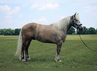 American Quarter Horse, Ruin, 5 Jaar, 175 cm, Schimmel