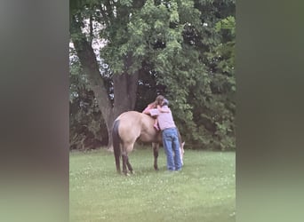 American Quarter Horse, Ruin, 5 Jaar, Buckskin