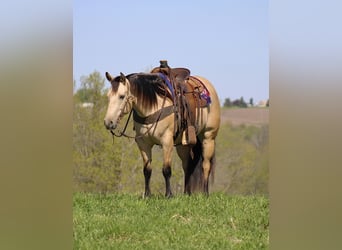 American Quarter Horse, Ruin, 5 Jaar, Buckskin